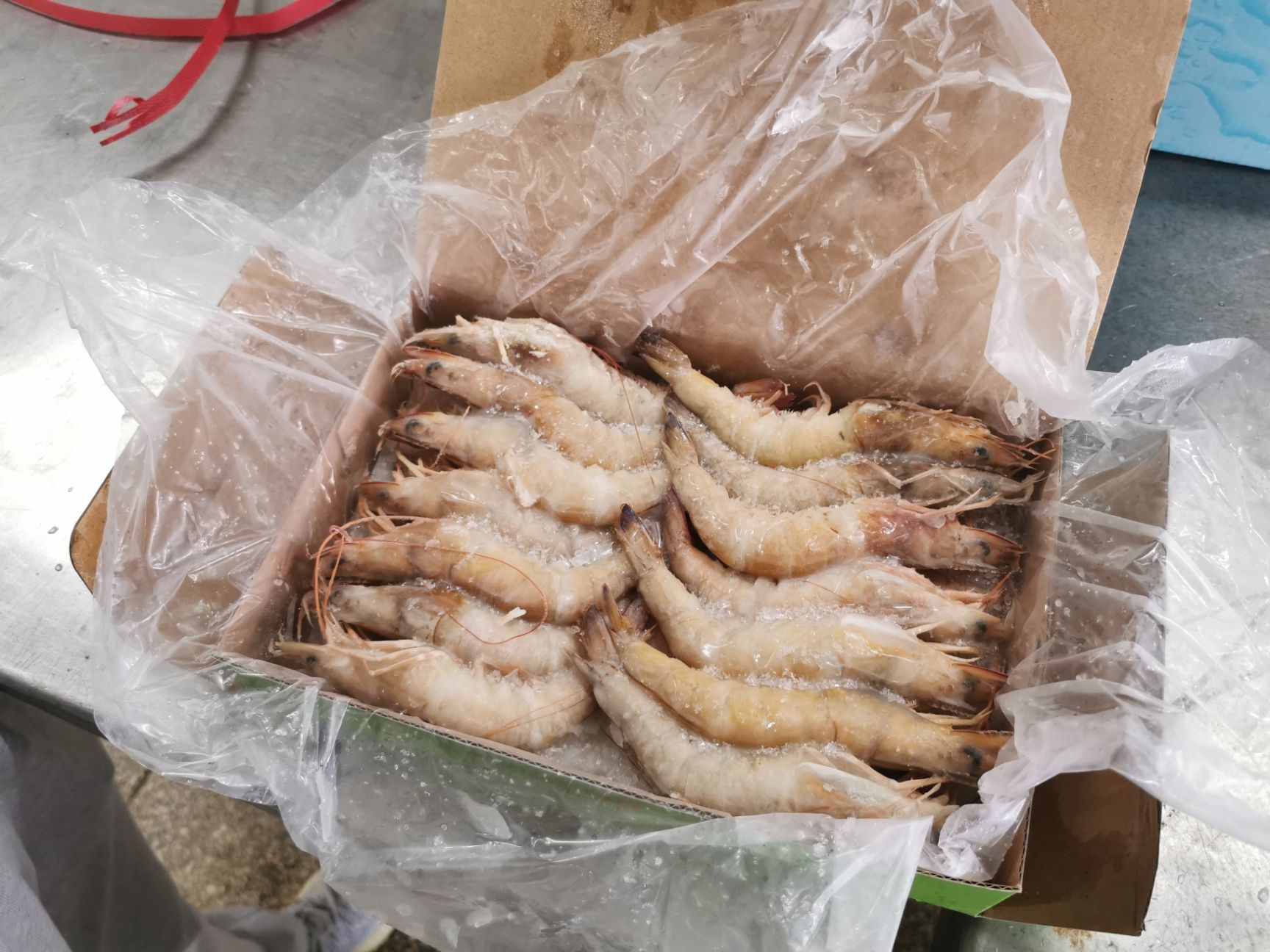 海麻蝦批發(fā)市場(chǎng)淺析 天然海捕麻蝦中蝦價(jià)格23元/斤的現(xiàn)狀與展望